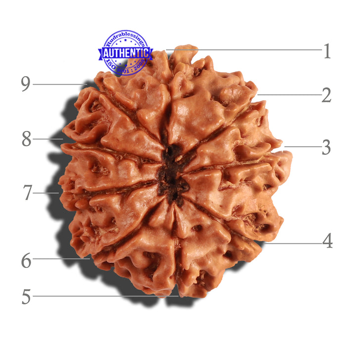 9 Mukhi Nepalese Rudraksha - Bead No. 214