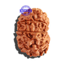Load image into Gallery viewer, 9 Mukhi Nepalese Rudraksha - Bead No. 214
