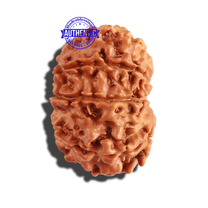 9 Mukhi Nepalese Rudraksha - Bead No. 214