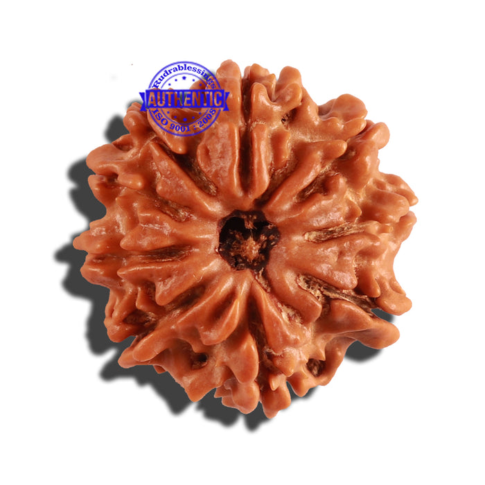 9 Mukhi Nepalese Rudraksha - Bead No. 215
