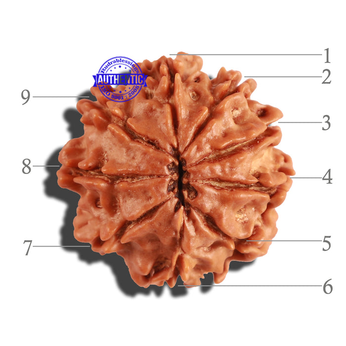 9 Mukhi Nepalese Rudraksha - Bead No. 215