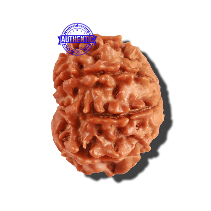 9 Mukhi Nepalese Rudraksha - Bead No. 215