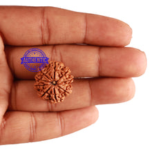 Load image into Gallery viewer, 9 Mukhi Nepalese Rudraksha - Bead No. 219
