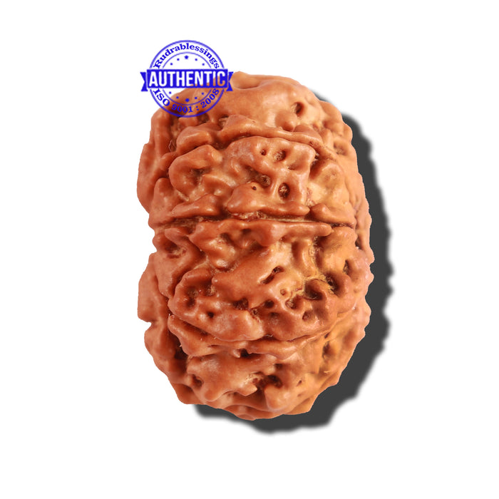 9 Mukhi Nepalese Rudraksha - Bead No. 219