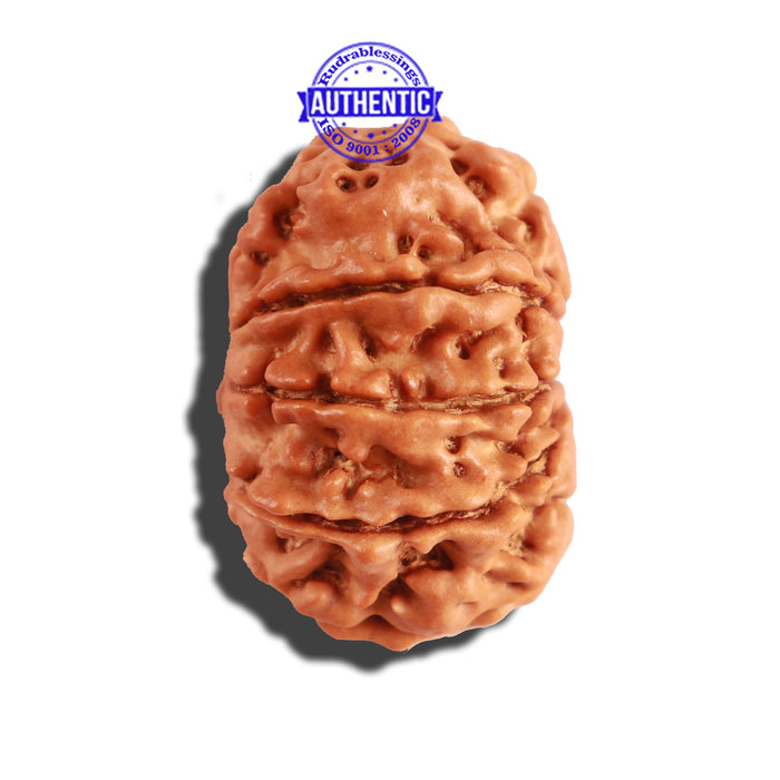 9 Mukhi Nepalese Rudraksha - Bead No. 219