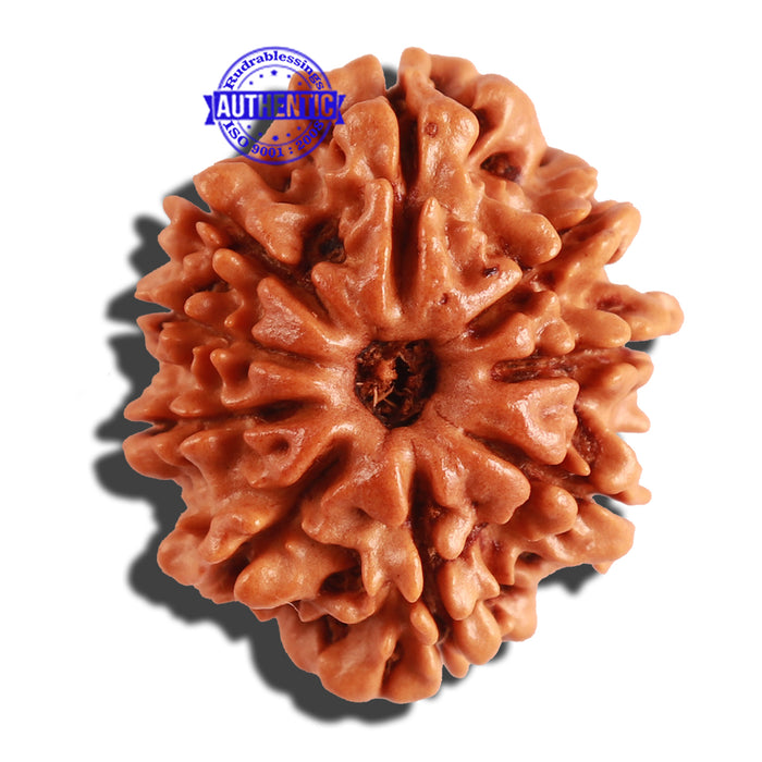 9 Mukhi Nepalese Rudraksha - Bead No. 221