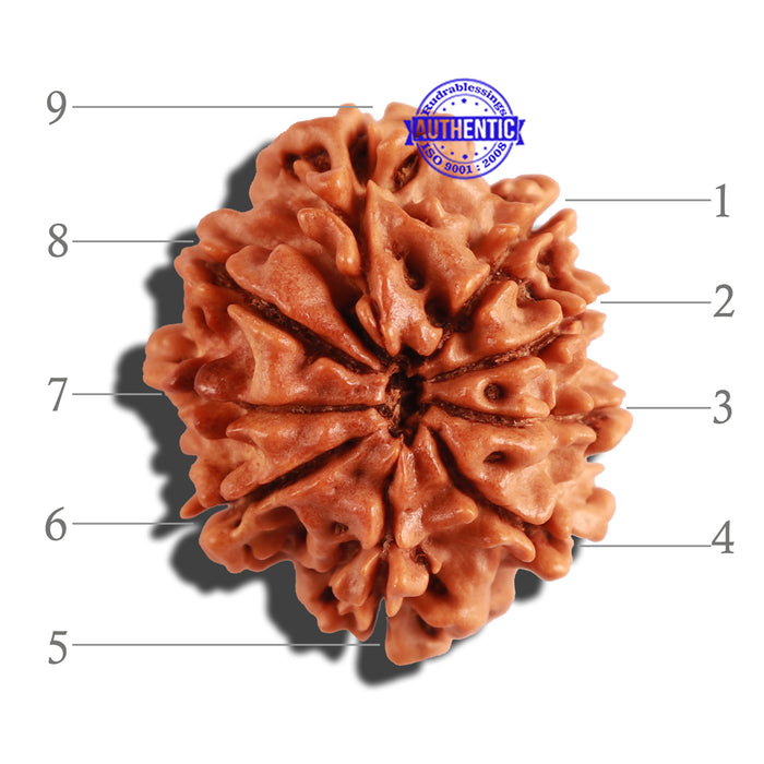9 Mukhi Nepalese Rudraksha - Bead No. 221