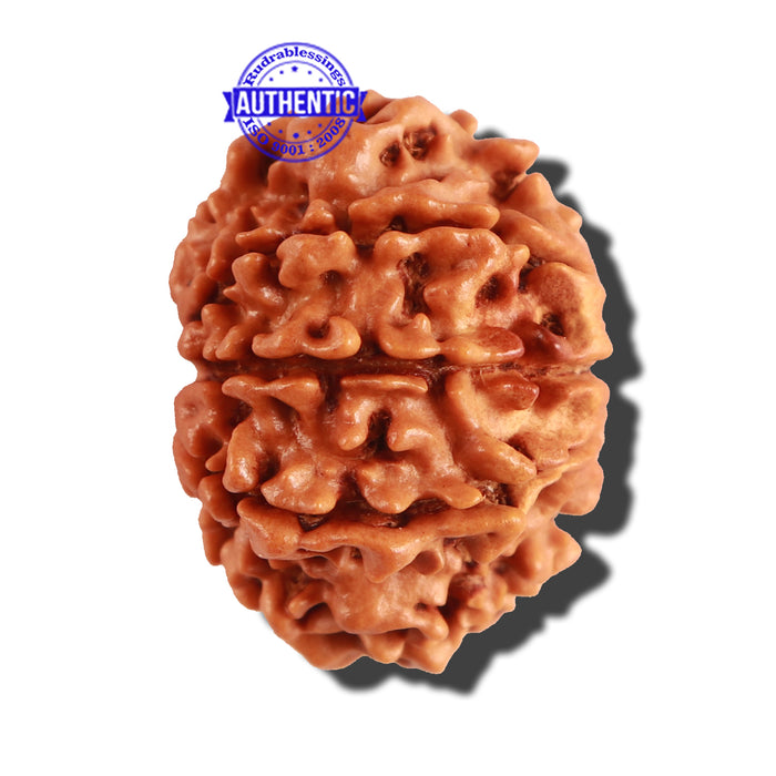 9 Mukhi Nepalese Rudraksha - Bead No. 221