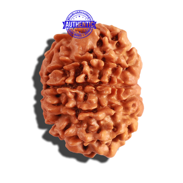 9 Mukhi Nepalese Rudraksha - Bead No. 221
