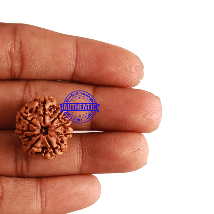 9 Mukhi Nepalese Rudraksha - Bead No. 222
