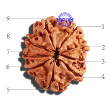 Load image into Gallery viewer, 9 Mukhi Nepalese Rudraksha - Bead No. 222
