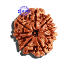 Load image into Gallery viewer, 9 Mukhi Nepalese Rudraksha - Bead No. 222
