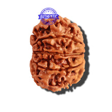 Load image into Gallery viewer, 9 Mukhi Nepalese Rudraksha - Bead No. 222
