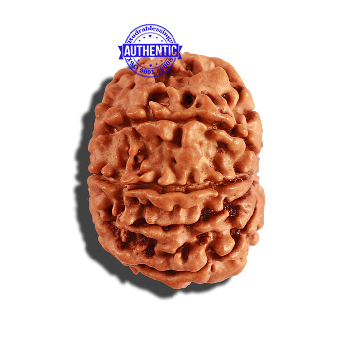 9 Mukhi Nepalese Rudraksha - Bead No. 222