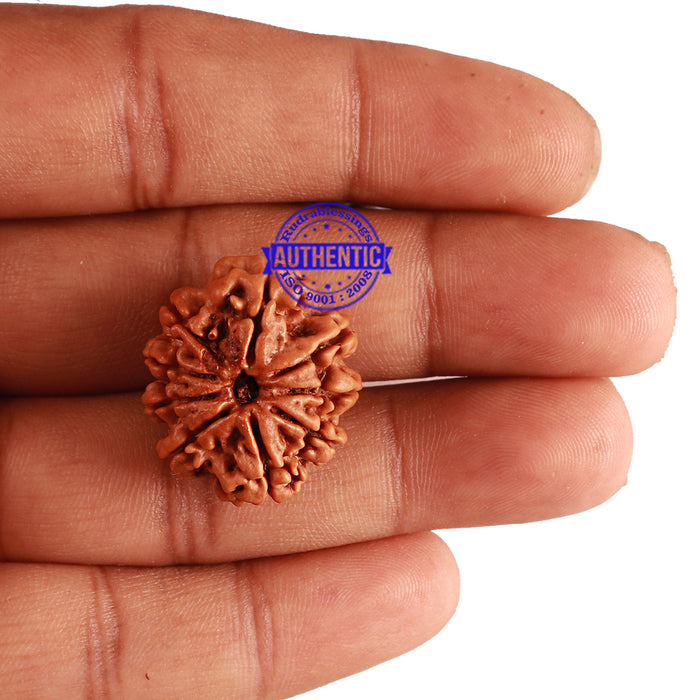 9 Mukhi Nepalese Rudraksha - Bead No. 223