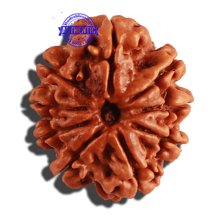 9 Mukhi Nepalese Rudraksha - Bead No. 223