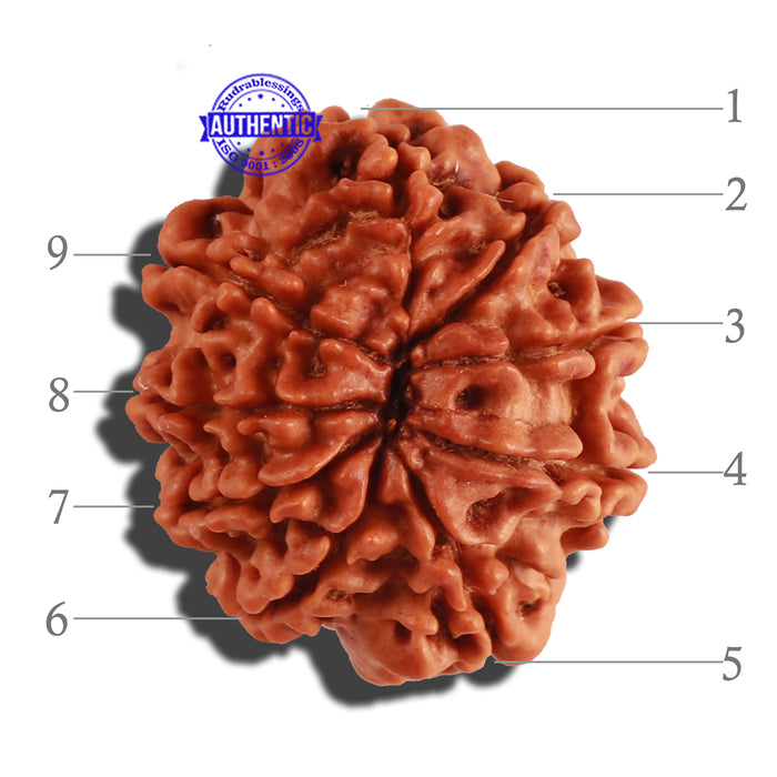 9 Mukhi Nepalese Rudraksha - Bead No. 223