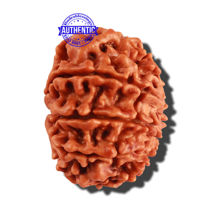 9 Mukhi Nepalese Rudraksha - Bead No. 223