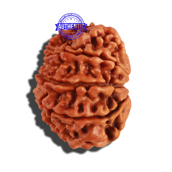 9 Mukhi Nepalese Rudraksha - Bead No. 223
