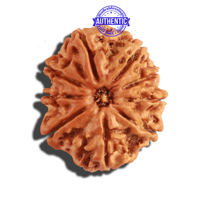 9 Mukhi Nepalese Rudraksha - Bead No. 224