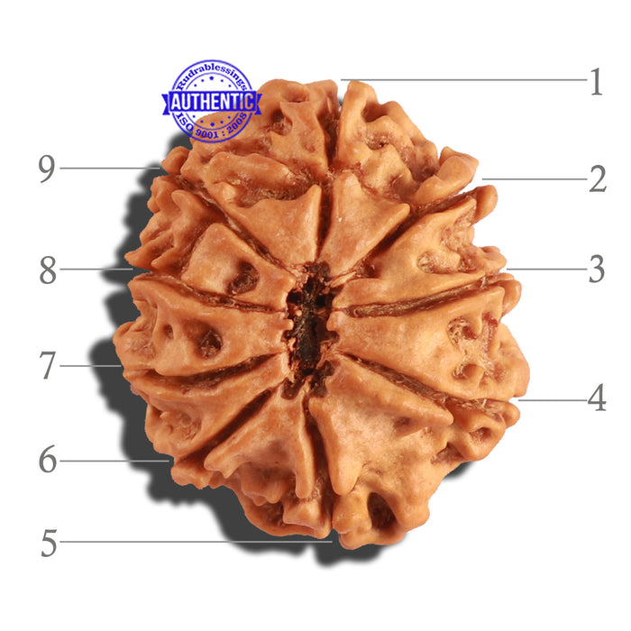 9 Mukhi Nepalese Rudraksha - Bead No. 224
