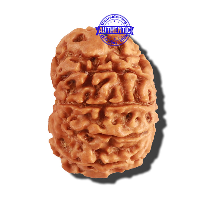 9 Mukhi Nepalese Rudraksha - Bead No. 224