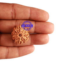 Load image into Gallery viewer, 9 Mukhi Nepalese Rudraksha - Bead No. 228
