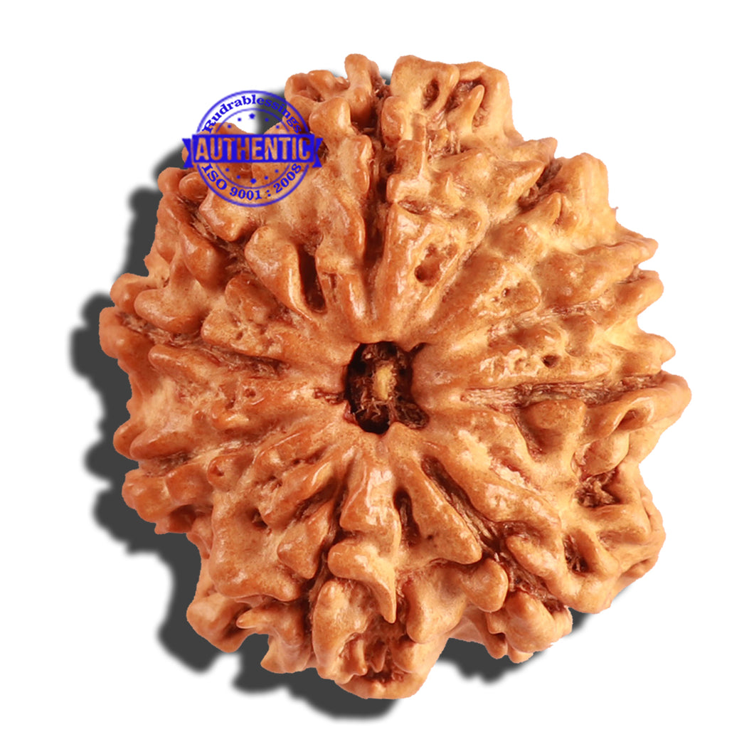 9 Mukhi Nepalese Rudraksha - Bead No. 228