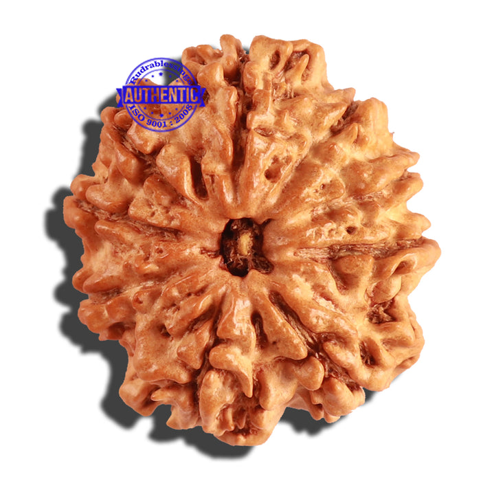 9 Mukhi Nepalese Rudraksha - Bead No. 228