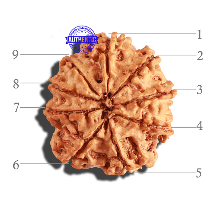 9 Mukhi Nepalese Rudraksha - Bead No. 228