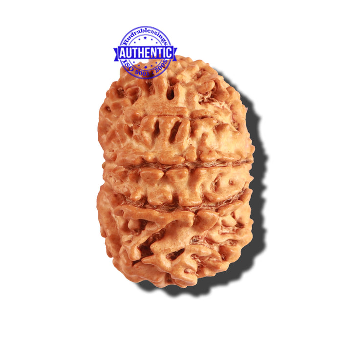 9 Mukhi Nepalese Rudraksha - Bead No. 228