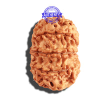 Load image into Gallery viewer, 9 Mukhi Nepalese Rudraksha - Bead No. 228
