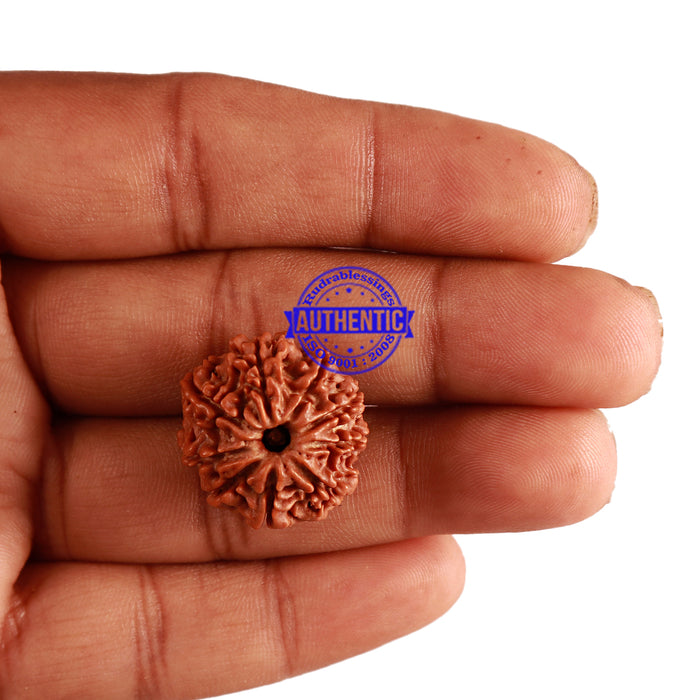 9 Mukhi Nepalese Rudraksha - Bead No. 231