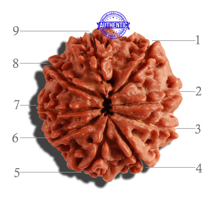 9 Mukhi Nepalese Rudraksha - Bead No. 231
