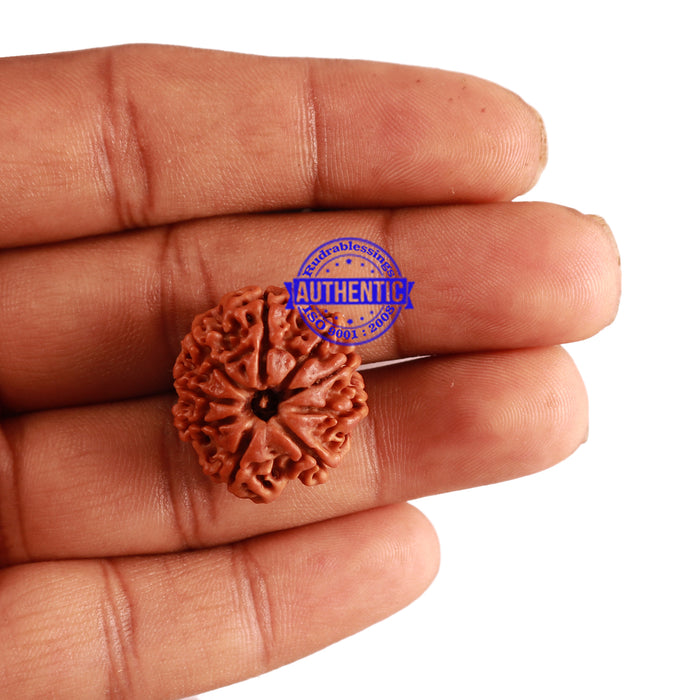 9 Mukhi Nepalese Rudraksha - Bead No. 232