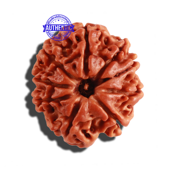 9 Mukhi Nepalese Rudraksha - Bead No. 232