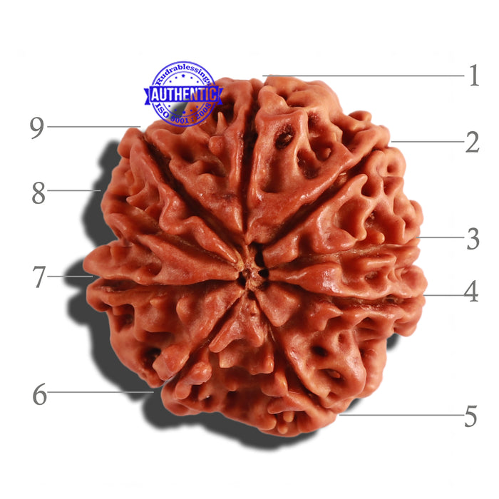 9 Mukhi Nepalese Rudraksha - Bead No. 232