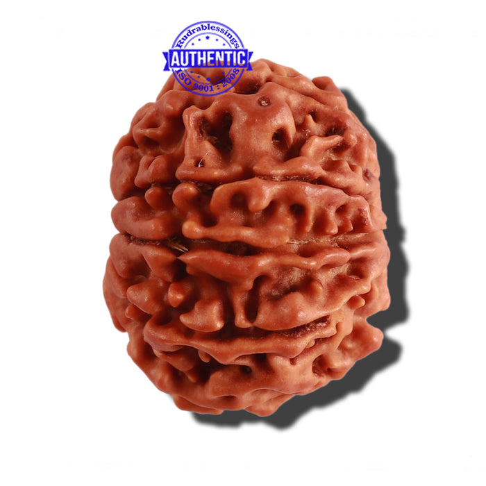 9 Mukhi Nepalese Rudraksha - Bead No. 232
