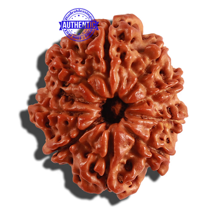 9 Mukhi Nepalese Rudraksha - Bead No. 234