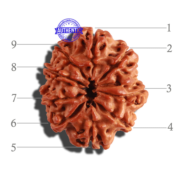 9 Mukhi Nepalese Rudraksha - Bead No. 234
