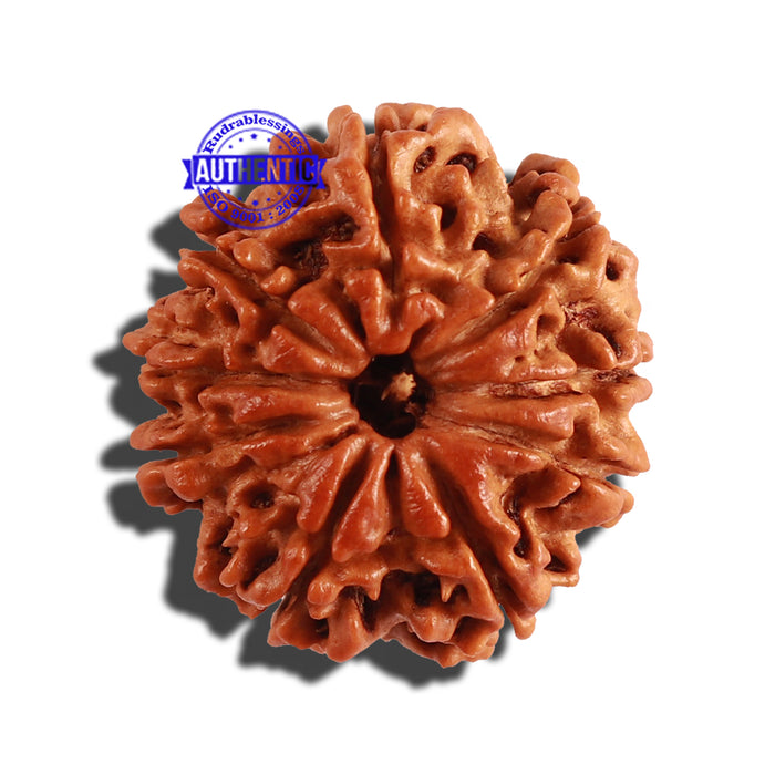 9 Mukhi Nepalese Rudraksha - Bead No. 236