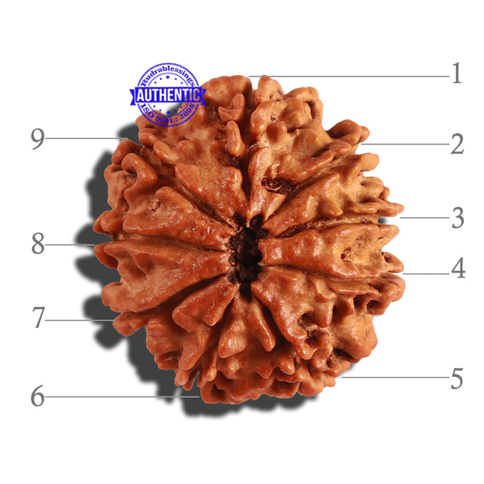 9 Mukhi Nepalese Rudraksha - Bead No. 236