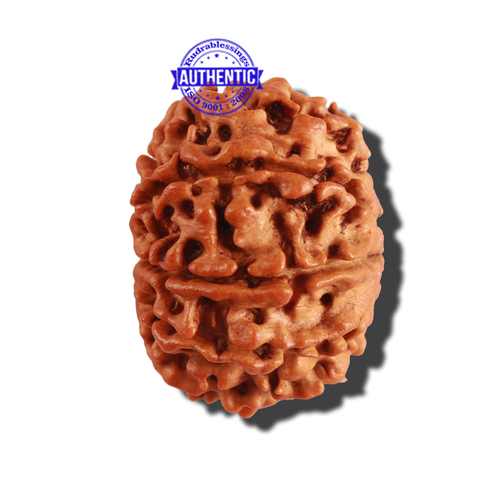 9 Mukhi Nepalese Rudraksha - Bead No. 236