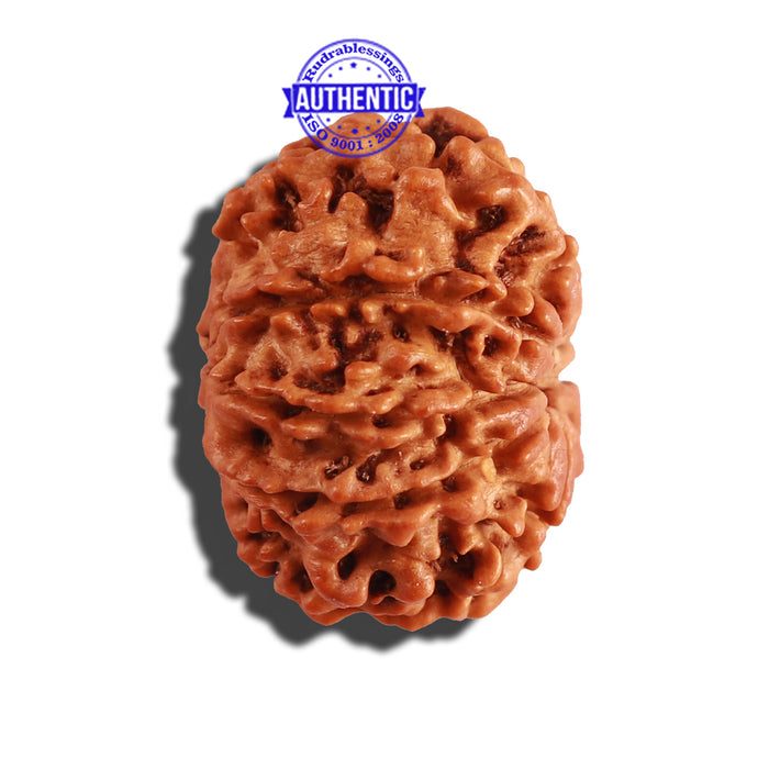 9 Mukhi Nepalese Rudraksha - Bead No. 236