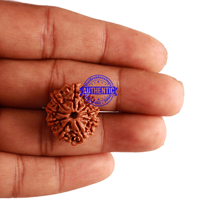 9 Mukhi Nepalese Rudraksha - Bead No. 238