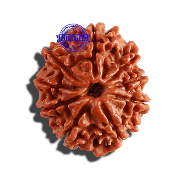9 Mukhi Nepalese Rudraksha - Bead No. 238