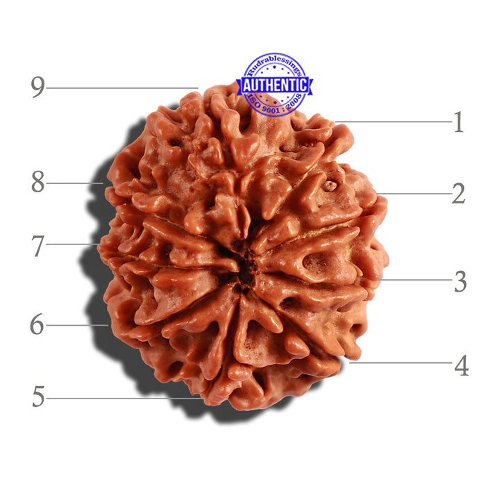 9 Mukhi Nepalese Rudraksha - Bead No. 238