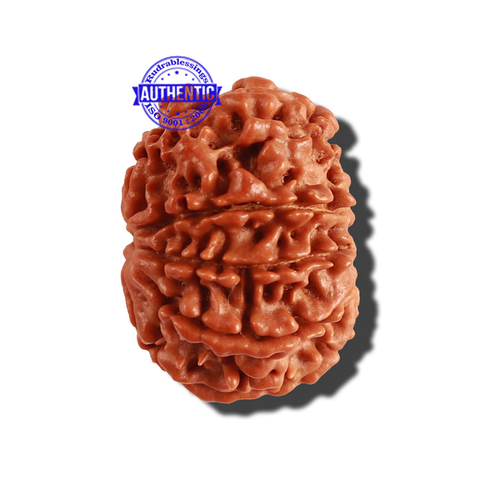 9 Mukhi Nepalese Rudraksha - Bead No. 238