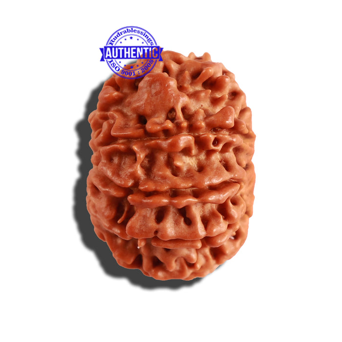 9 Mukhi Nepalese Rudraksha - Bead No. 238