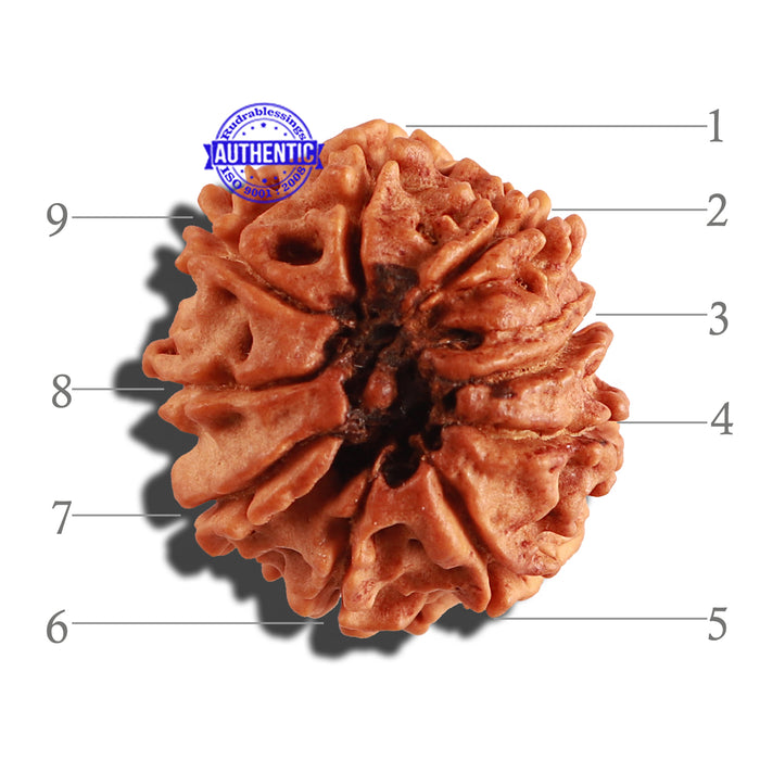 9 Mukhi Nepalese Rudraksha - Bead No. 240